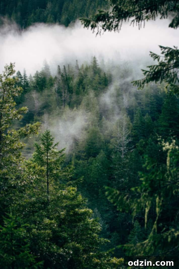 Snowy evergreen trees in Northern California
