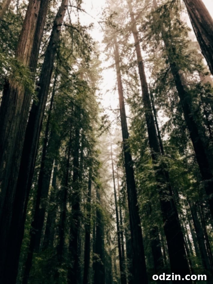 Driving through Redwood National Park
