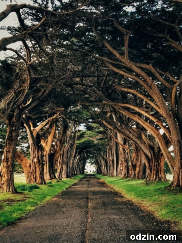 California dairy farms on the drive