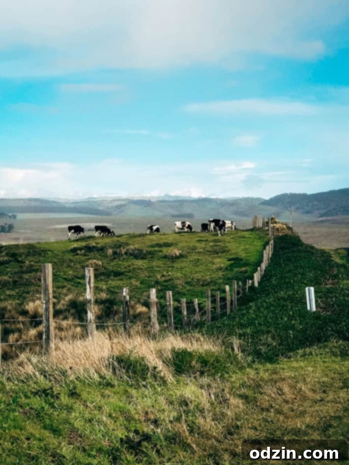 Monterey Cypress Tree Tunnel