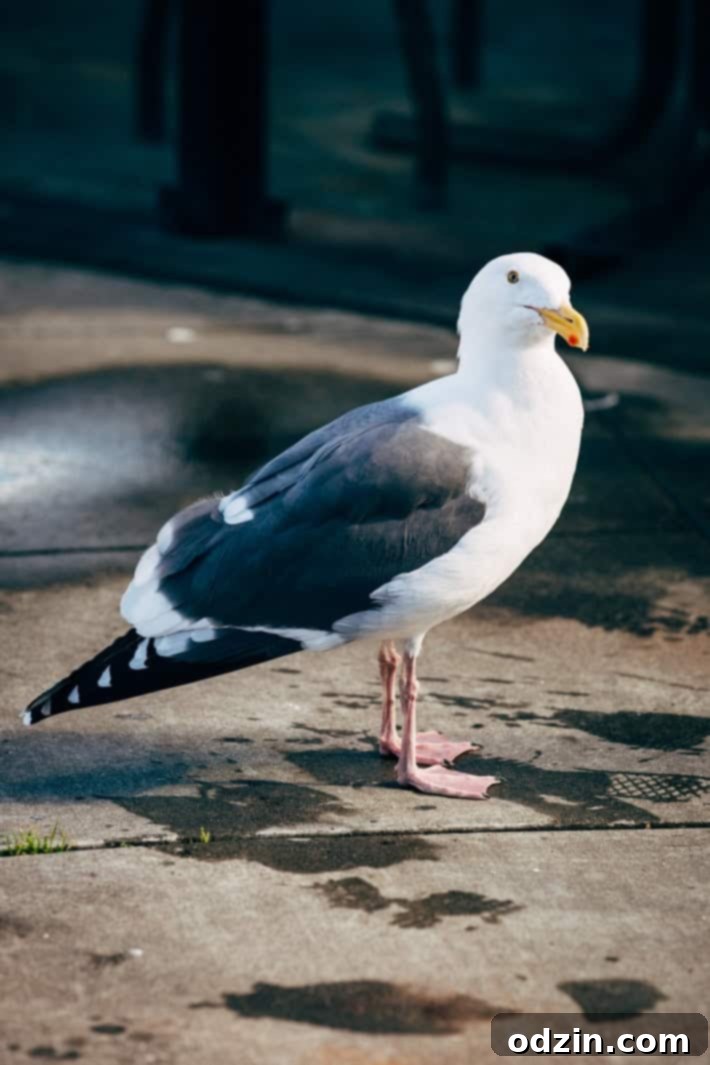 Golden Gate Bridge from Crissy Field