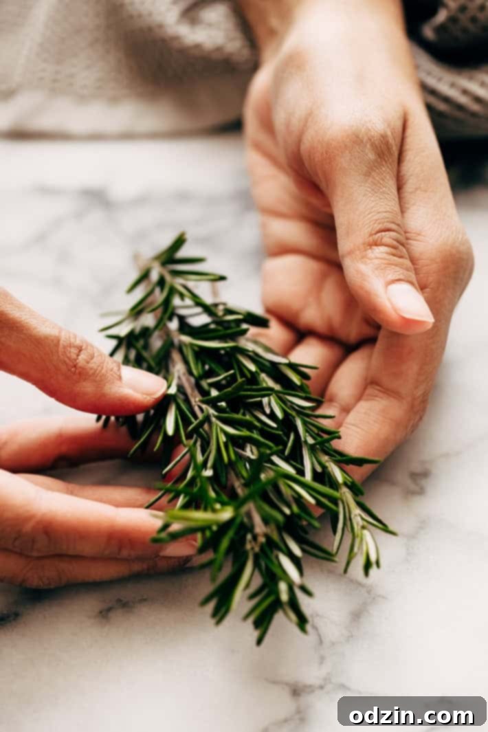 hands holding fresh rosemary 