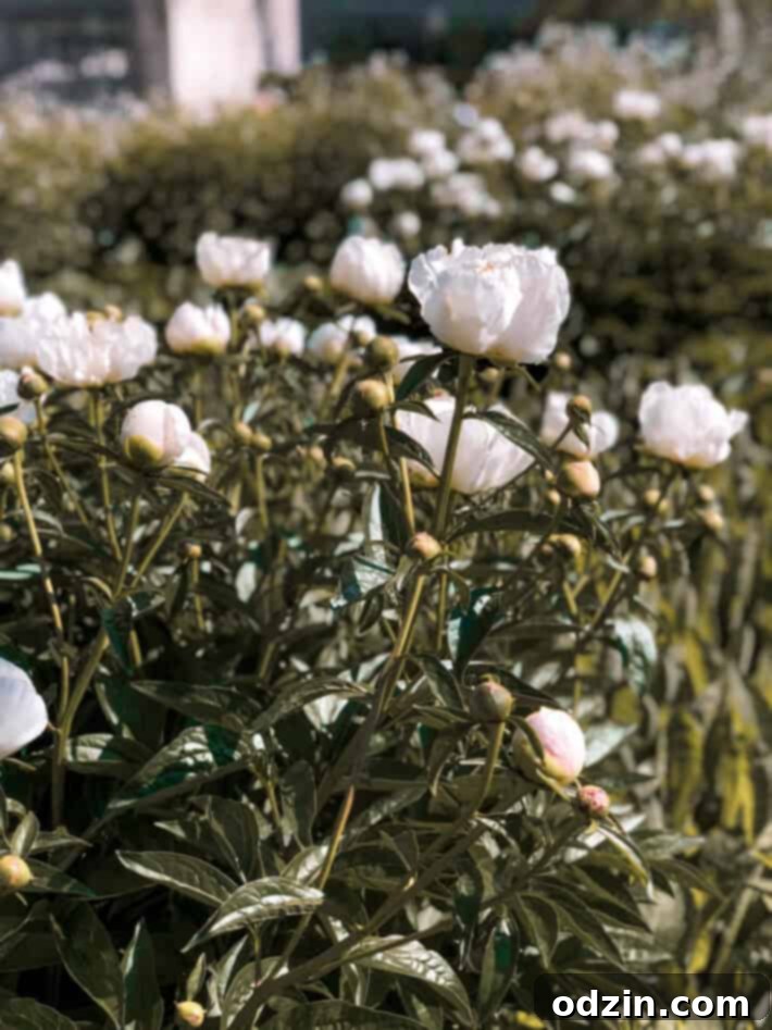 The expansive urban landscape of Chicago from a high vantage point