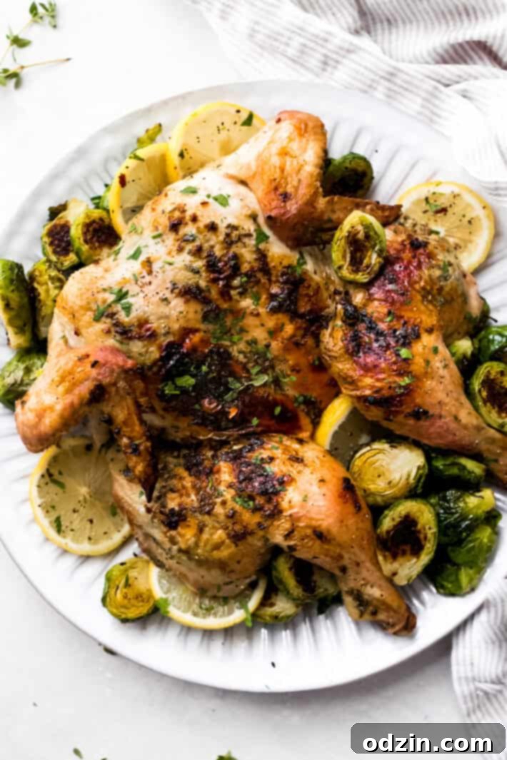 Prepared roasted spatchcock chicken on a white plate, surrounded by fresh lemon slices and roasted Brussels sprouts, ready to be served.
