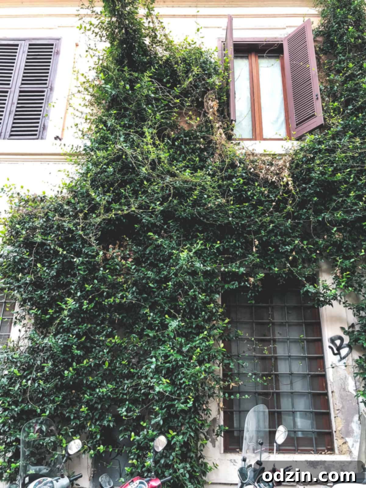 vines growing on the side of a building in Trastevere 