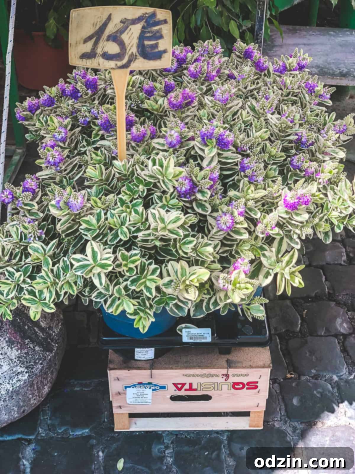 purple flower plant at Campo de Fiori 