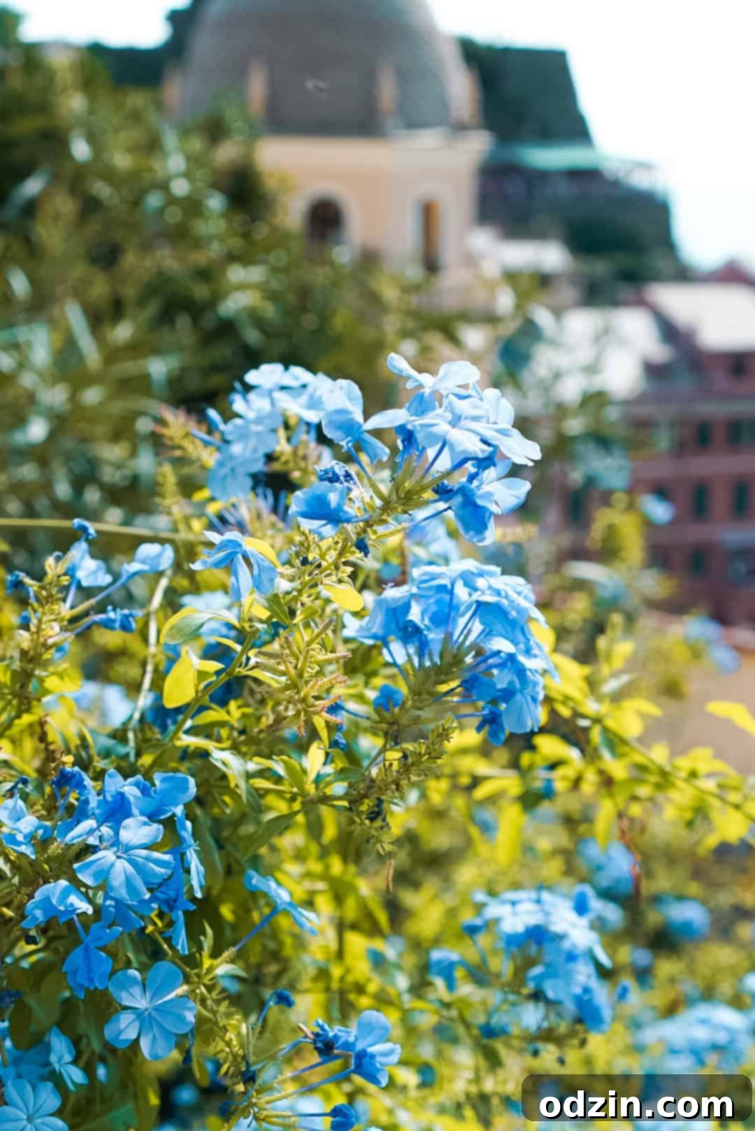 close up of baby blue flowers 