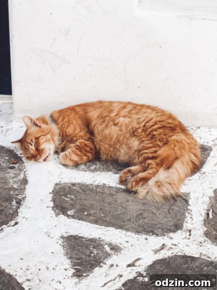 A sleepy cat resting in a Mykonos Town alleyway