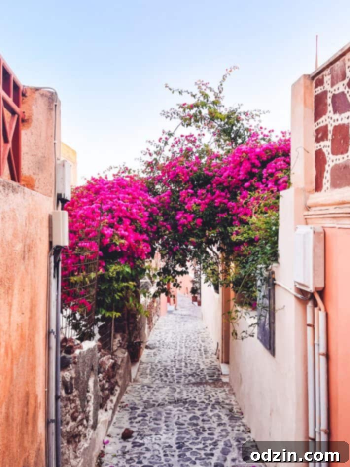 random bougainvillea on the way to dinner in Oia