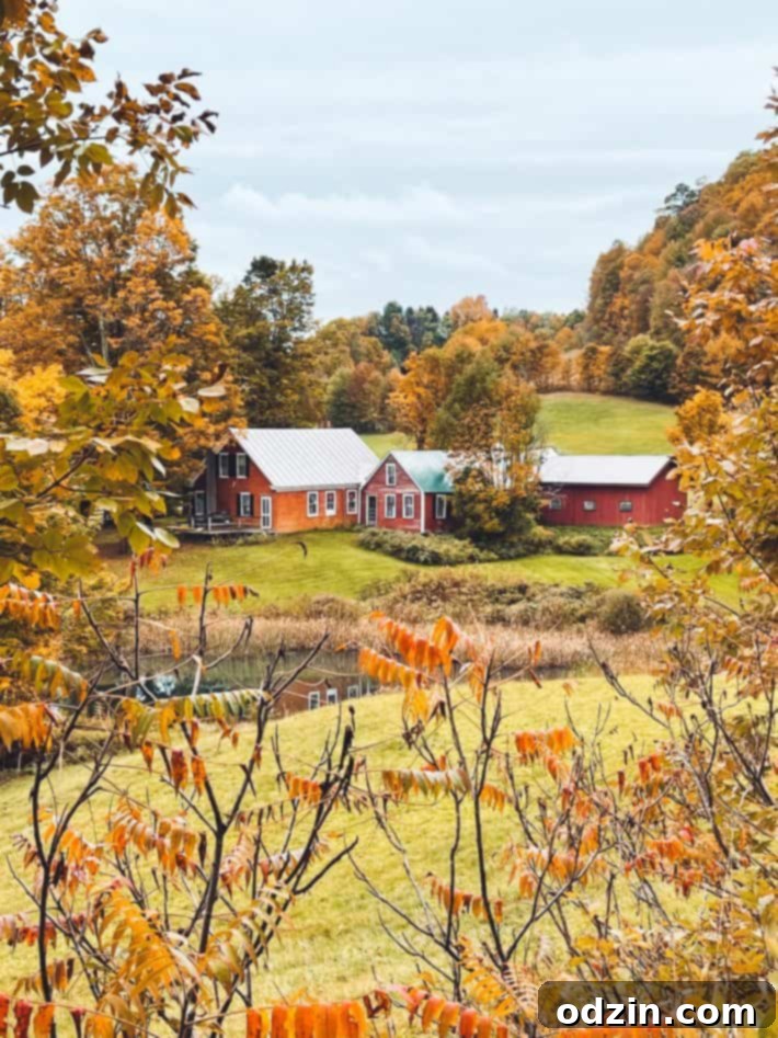 Jenne Road Farm in Autumn, iconic red barn and cows