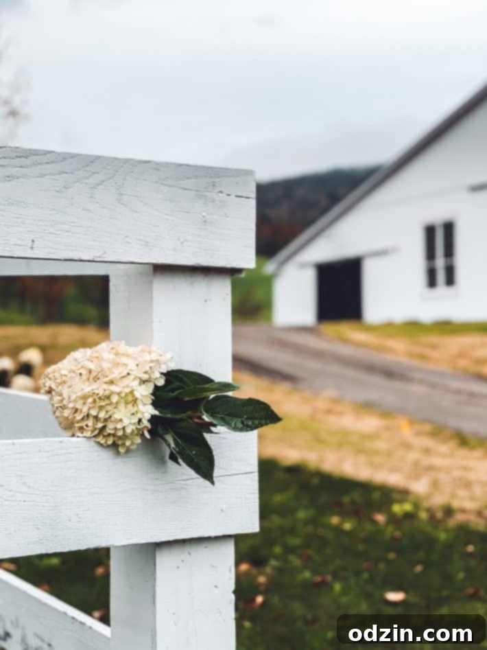 Hydrangeas blooming on a charming white picket fence in Woodstock