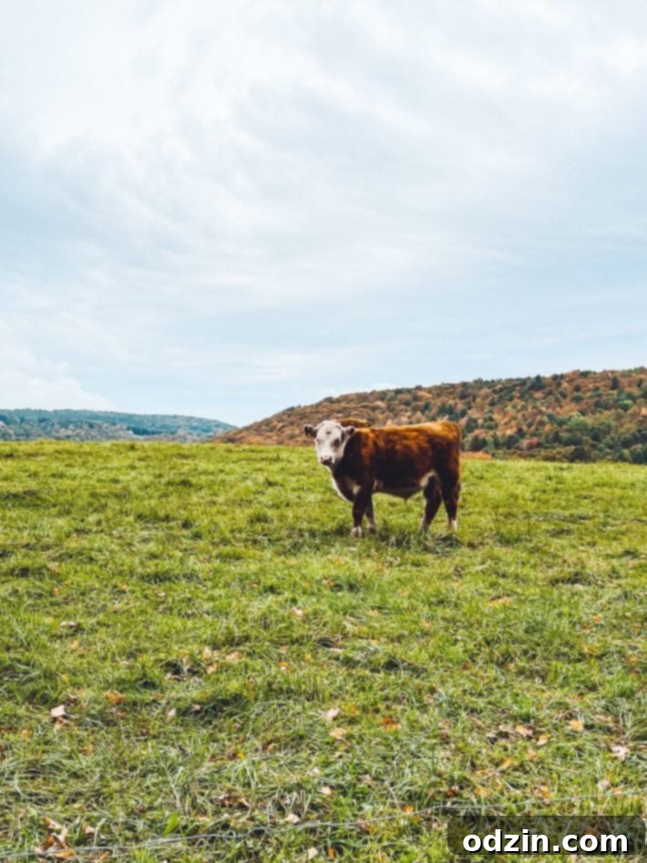 Dairy cow grazing peacefully on green grass in Vermont